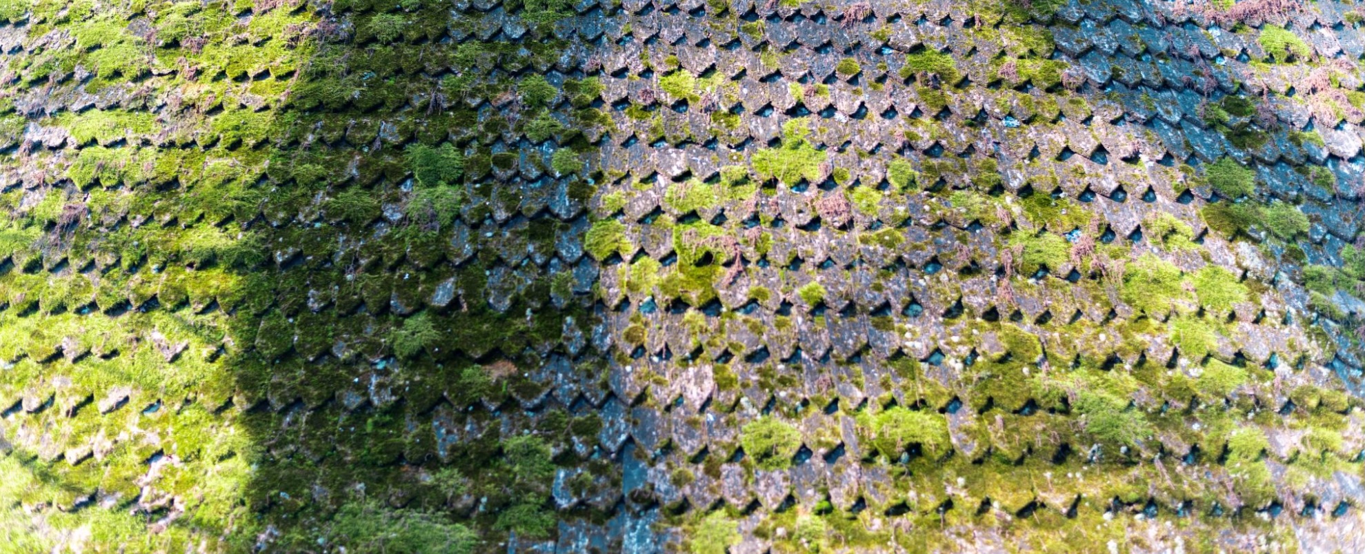 moss on roof